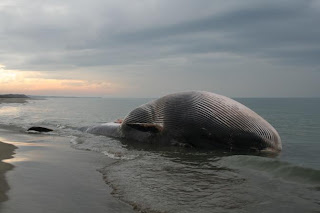 È stata affondata la balena di San Rossore