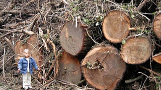 Anche il Mare è per salvare il bosco, bene comune. Firmate la petizione!