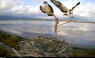 Grave episodio di disturbo al nido del falco pescatore. Multato pseudo fotografo