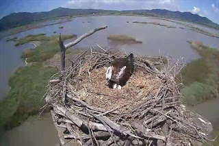 La storia del falco pescatore nel progetto della sua reintroduzione nel Parco della Maremma