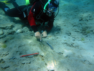 Ha più di centomila anni la zanna di un elefante fossile trovata nel mare di Trapani